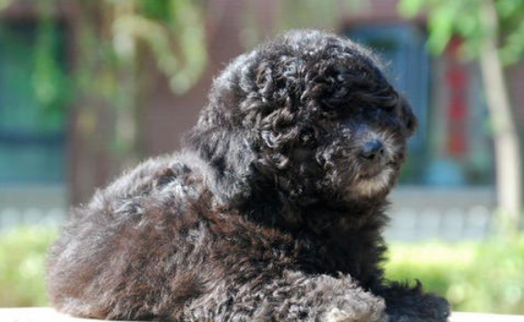 赛级泰迪什么意思？今天就来全部弄懂(图1)