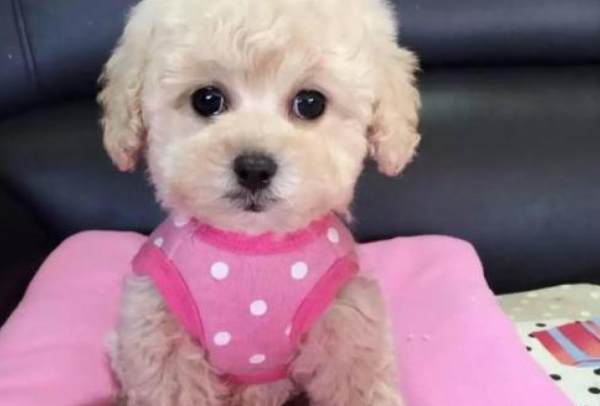 赛级泰迪什么意思？今天就来全部弄懂(图2)