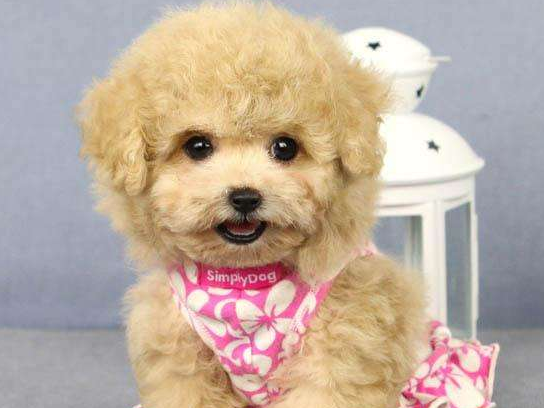 赛级泰迪什么意思？今天就来全部弄懂(图3)