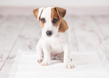 狗狗怎么会像哮喘差不多抽气？(图1)