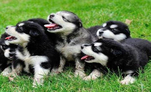 阿拉斯加一顿吃多少狗粮？饮食管够别管那么多撑(图1)