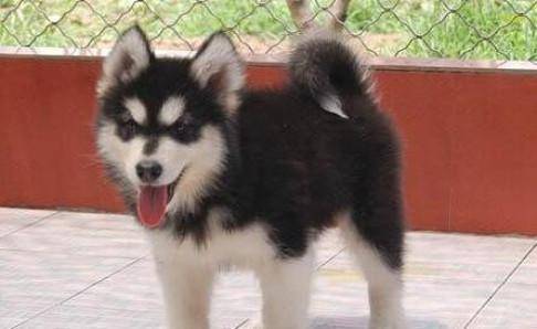 阿拉斯加一顿吃多少狗粮？饮食管够别管那么多撑(图2)