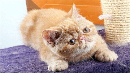 猫咪可不可以吃蓝莓吗(图1)