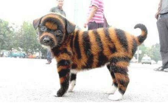 这6种状况的狗狗 再无比喜爱也不可以买 带回家你也变会后悔莫及(图1)