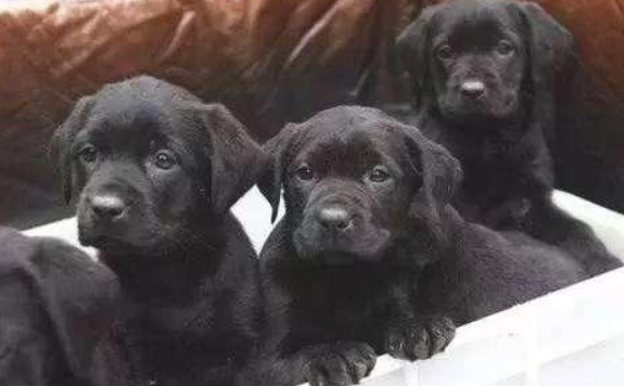 这6种状况的狗狗 再无比喜爱也不可以买 带回家你也变会后悔莫及(图2)