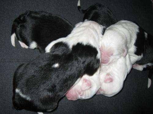 小狗多少天睁眼睛 两周左右能注意到世界(图2)