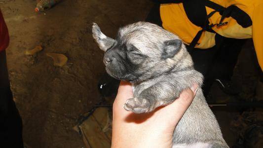 小狗多少天睁眼睛 两周左右能注意到世界(图3)