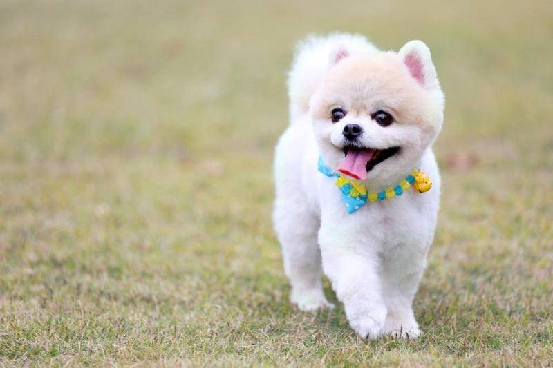 狗狗粉碎性骨折了会自己好吗？那些个护理常识可以知(图1)