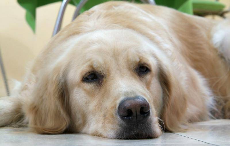 狗狗粉碎性骨折了会自己好吗？那些个护理常识可以知(图2)