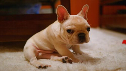 法斗可以吃什么香蕉(图1)