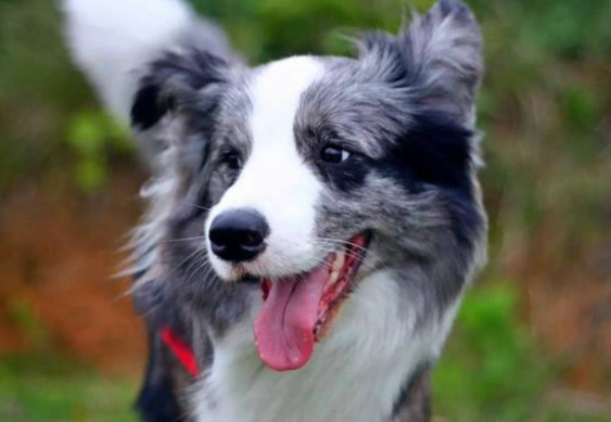 一文告诉你吧 狗狗口腔溃疡能够喝纯牛奶吗？(图1)