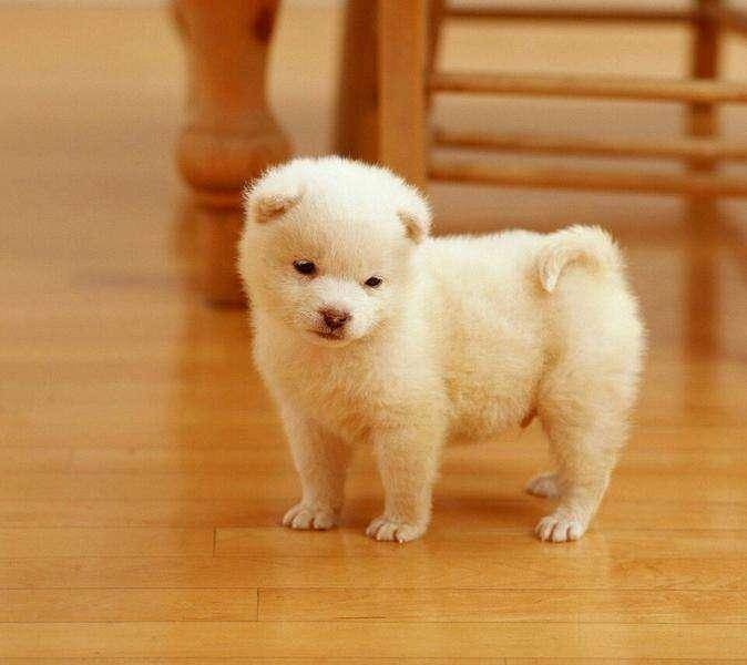 小狗几个月可以不洗澡？前期好是干洗(图3)