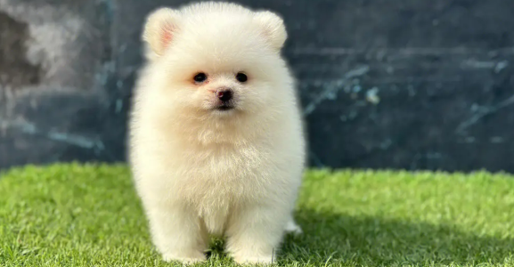 在大城市喂养数最少的三种银色狗 有家里宠物狗狗吗？(图2)