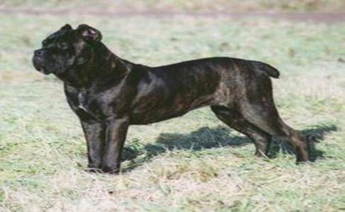 卡斯罗和马犬哪个列害？卡斯罗不象(图2)