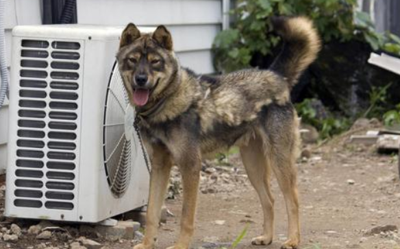 夏季 狗狗更加不容易患上这五种病症 请宠主千万小心喂的(图2)