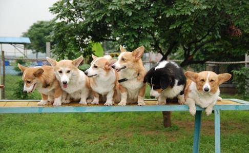 柯基犬不笨吗？在同类中排名中一般(图1)