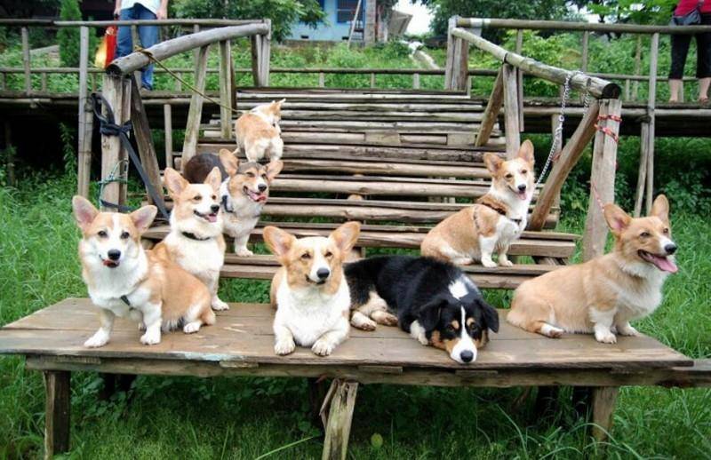 柯基犬不笨吗？在同类中排名中一般(图2)