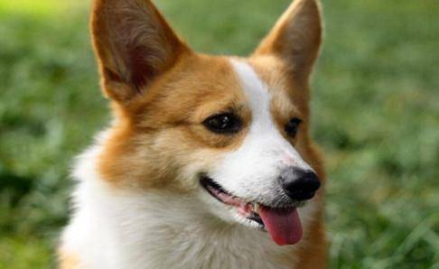 柯基犬不笨吗？在同类中排名中一般(图3)