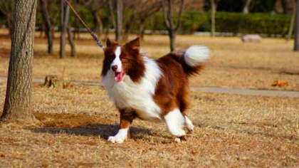 边牧为啥不能不能剪毛(图1)