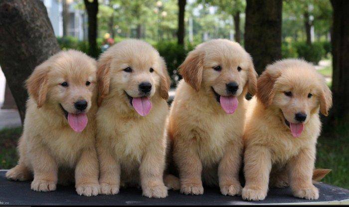 金毛吃什么好狗粮最好就是？很喜欢的不肯定会好(图3)