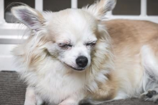 怎么判断小狗狗有木有感冒？(图2)