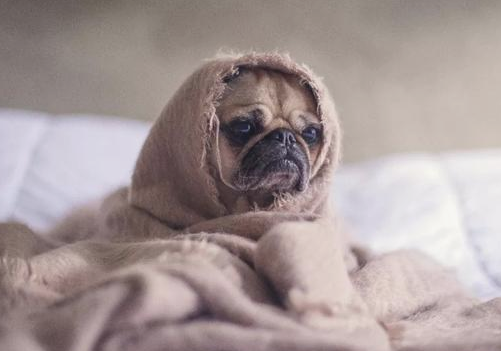 怎么判断小狗狗有木有感冒？(图1)