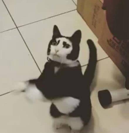 猫咪天生的奇相 长有一副“阴阳脸” 网友：投错胎了吧！(图2)