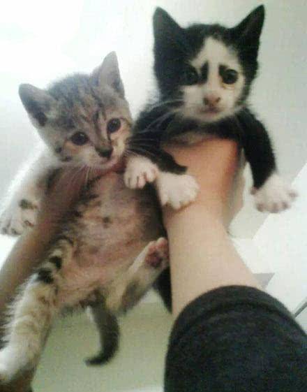 猫咪天生的奇相 长有一副“阴阳脸” 网友：投错胎了吧！(图3)