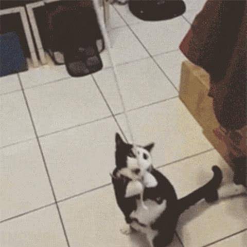 猫咪天生的奇相 长有一副“阴阳脸” 网友：投错胎了吧！(图4)