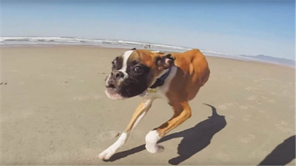 狗腿脚抽筋会是为什么(图1)