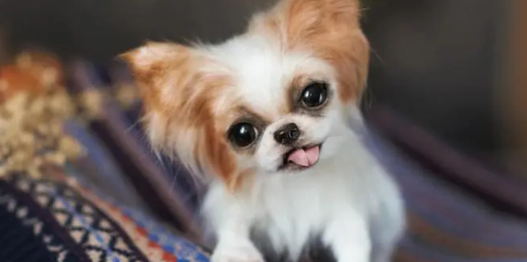 这6种狗无需随意地养 那样一来养了 就只考核评审你另一个主人了(图1)