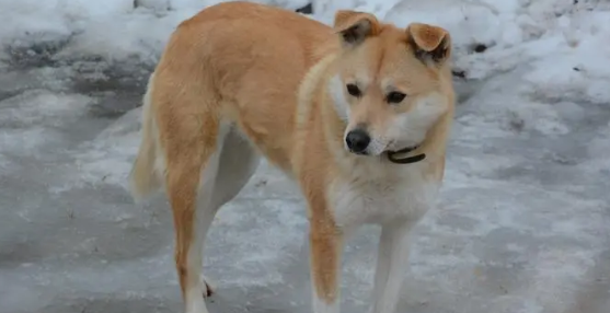 这6种狗无需随意地养 那样一来养了 就只考核评审你另一个主人了(图2)