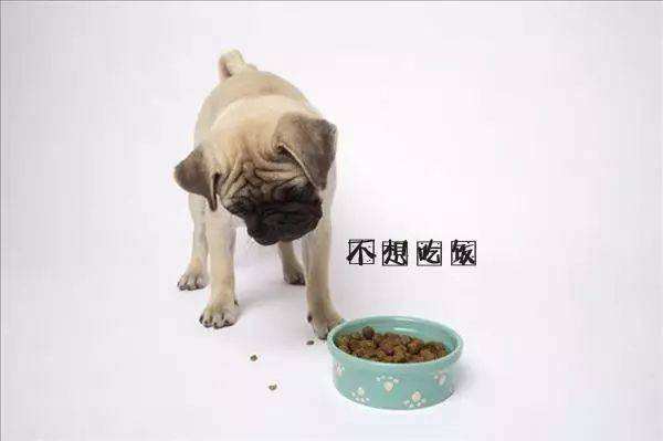 狗不吃东西咋办?这些个情况你需清楚(图2)