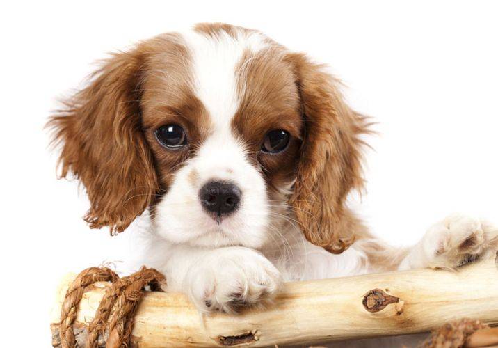 狗不吃东西咋办?这些个情况你需清楚(图3)