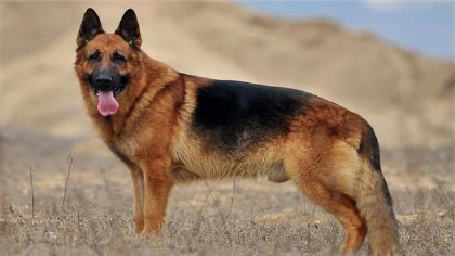 德牧血统一共有几种(图1)