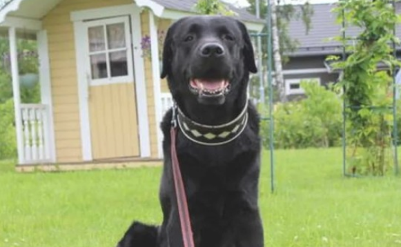 狗狗年龄大了头发会皮肤变白 但若果白成那样？竟超难得一见的的皮肤疾病！(图1)