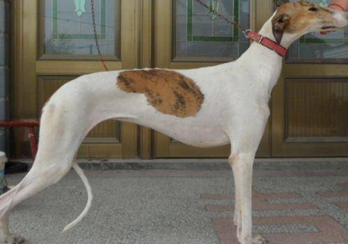 灵提狗多少钱一只？养狗老板来帮忙解决(图1)