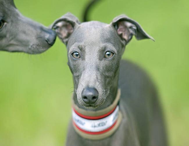 灵提狗多少钱一只？养狗老板来帮忙解决(图3)