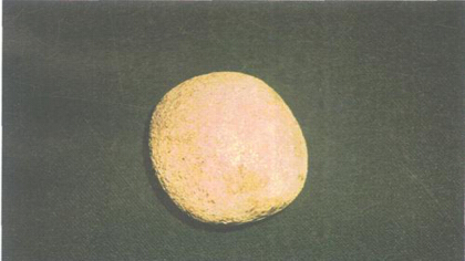 狗宝长在狗什么位置(图1)