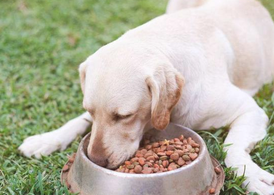 狗狗吃啥的很很难补充钙质?(图2)