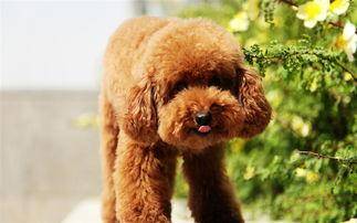 买泰迪狗如何知道纯不纯 要很清楚它们的特征(图2)