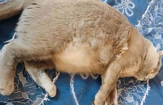 给刚怀孕的猫咪做完了检查后 主人脸上火辣辣的：说好的辈分你升级呢？(图1)