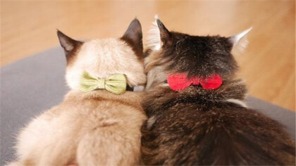 猫咪可以喝白糖水吗(图1)