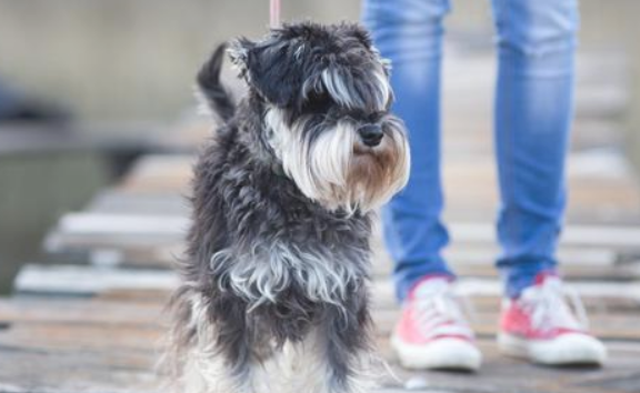 小型犬里边很凶 更加爱咬人的6种小狗 别惹它们(图2)