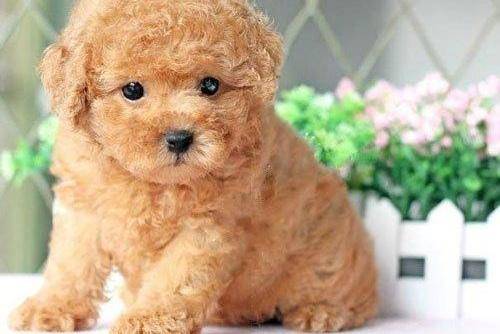 辨别真假赛级泰迪犬的方法 注意一点甄别这几个方面(图2)