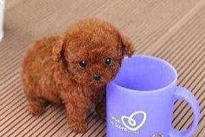 辨别真假赛级泰迪犬的方法 注意一点甄别这几个方面(图1)