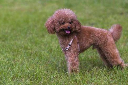 辨别真假赛级泰迪犬的方法 注意一点甄别这几个方面(图3)