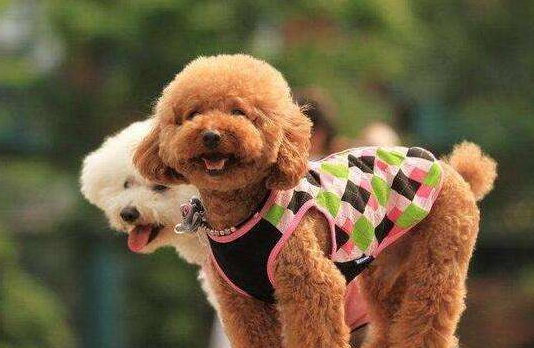 泰迪吃葡萄干后的症状 大部分的情况大都这般(图1)