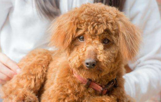 泰迪吃葡萄干后的症状 大部分的情况大都这般(图3)