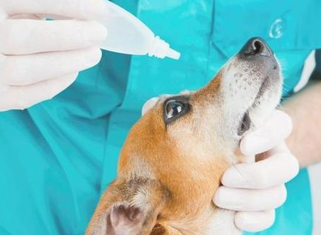 狗狗常常伤心落泪有黏乎的物品是我想知道为什么？(图1)